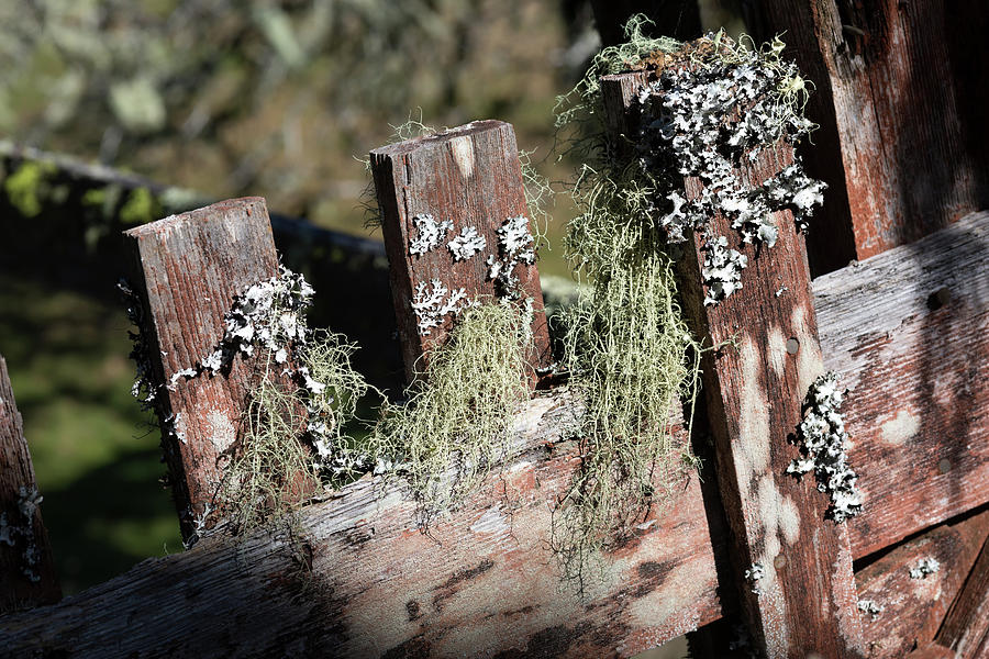 Lichen on an Old Red Fence  Photograph by Kathleen Bishop