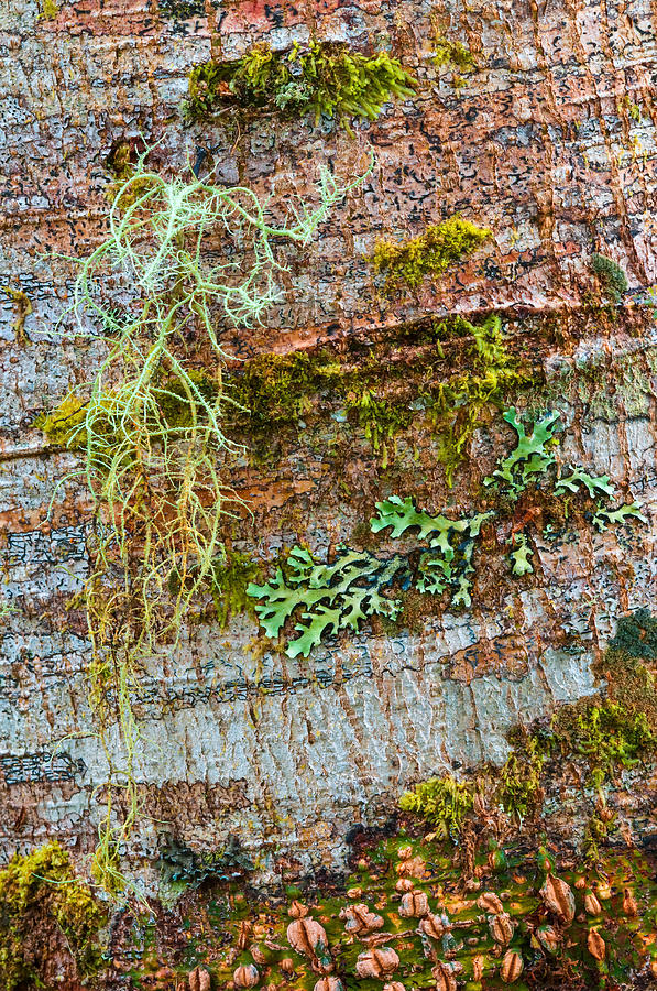 Lichen On Bark Photograph by Michael Lustbader