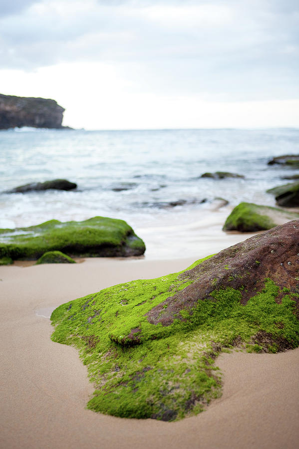 Lichen On Rock At Wattamolla Beach Photograph by Will Tan