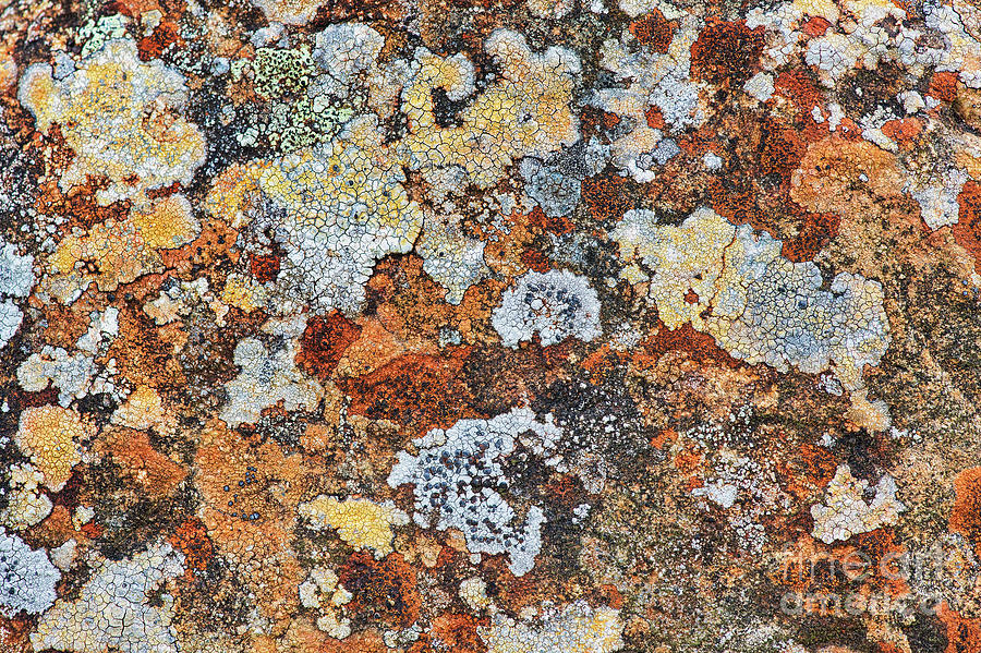 Lichen on Rock Photograph by Tim Gainey