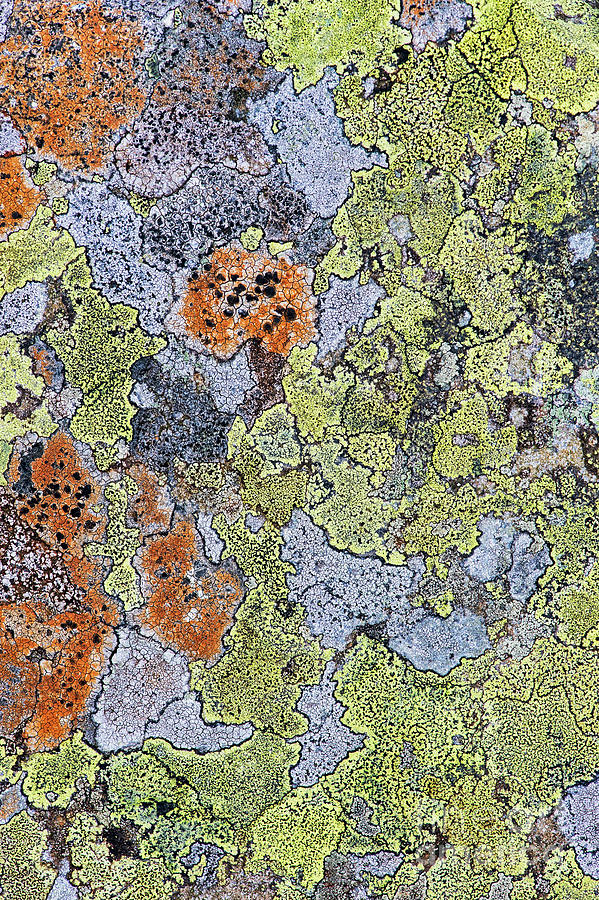 Lichen on Stone Photograph by Tim Gainey