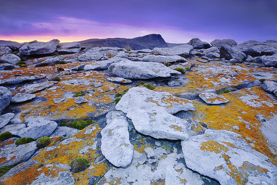 Lichen On The Rocks In The Landscape Photograph by Mint Images