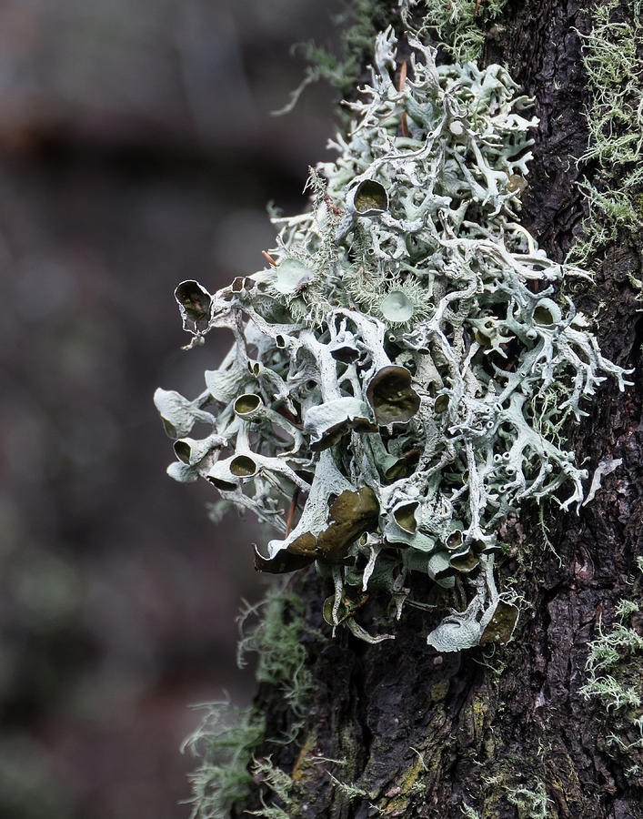 Lichen Photograph by Patricia Gould