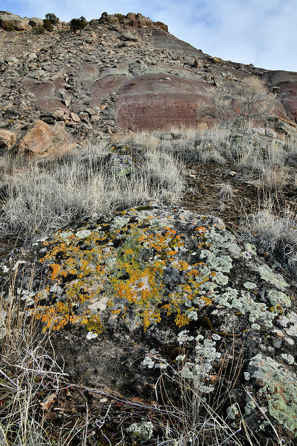 Lichen Pattern on Boulder Beneath Ruby Mountain Photograph by Ray Mathis