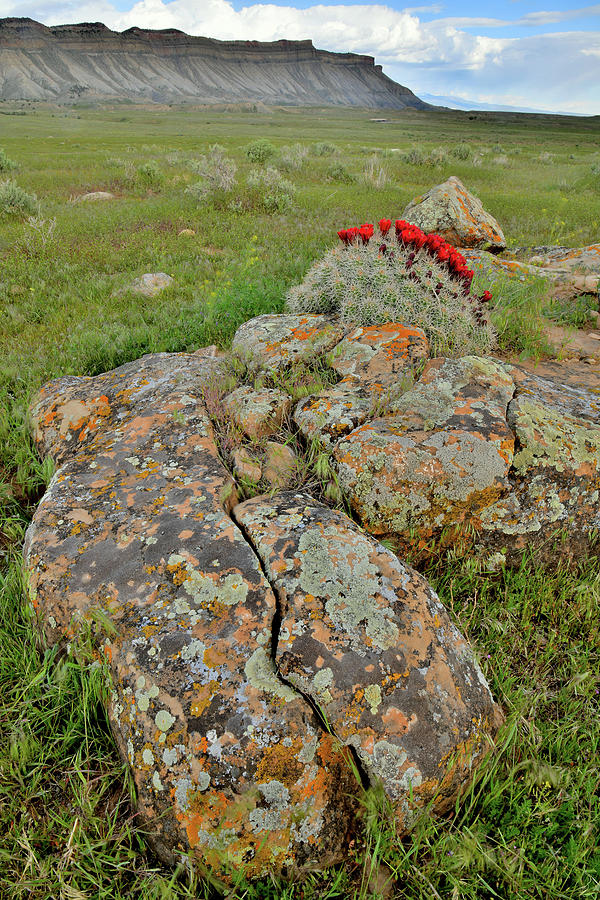 Lichens and Cacti Bloom at Book Cliffs Photograph by Ray Mathis