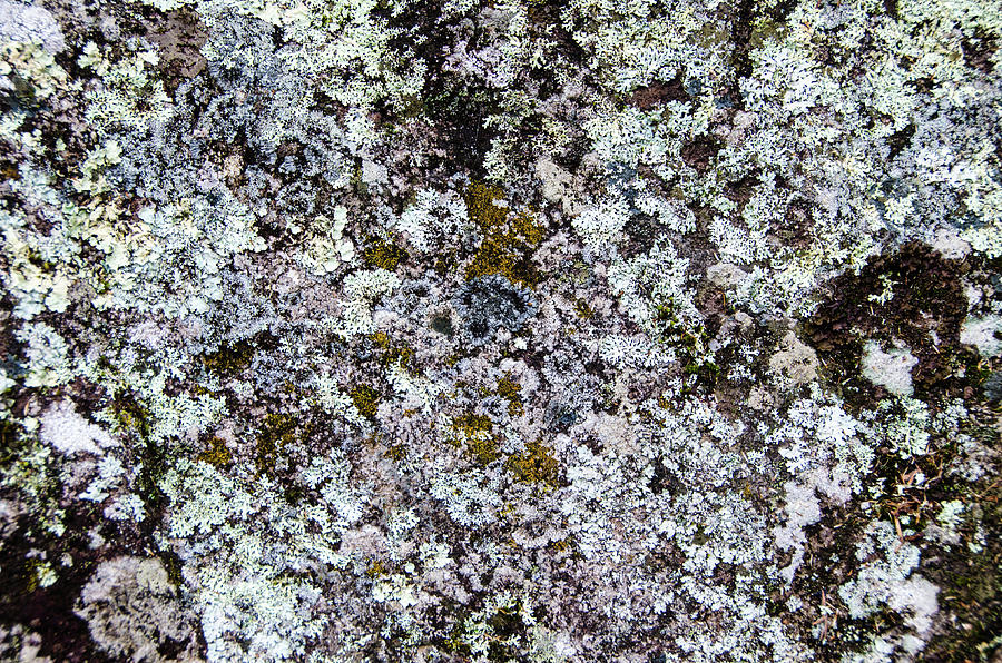 Lichens Grow Photograph by Elizabeth Westendorf | Fine Art America