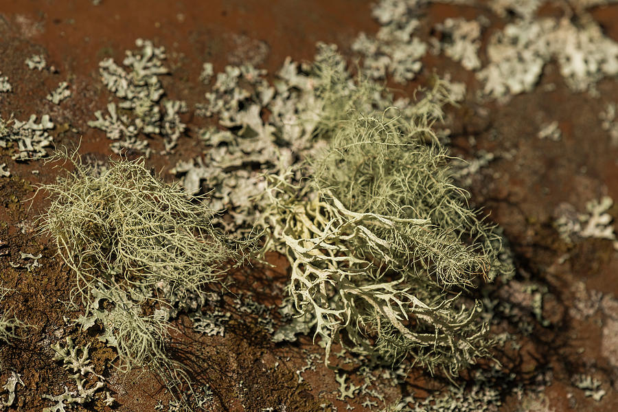 Lichens on Iron by Robert Potts Lichens on Iron by Robert Potts
