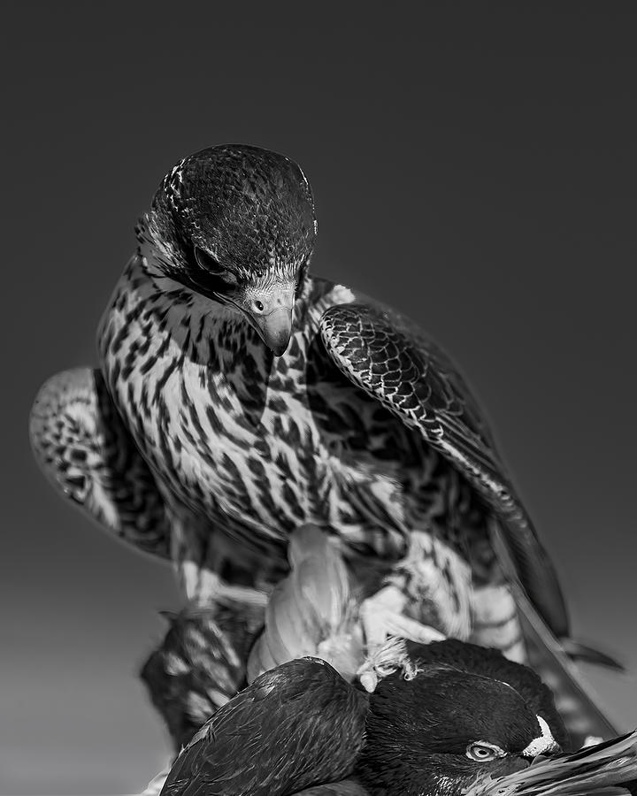 Bird Photograph - Life by Ahmed Zaeitar