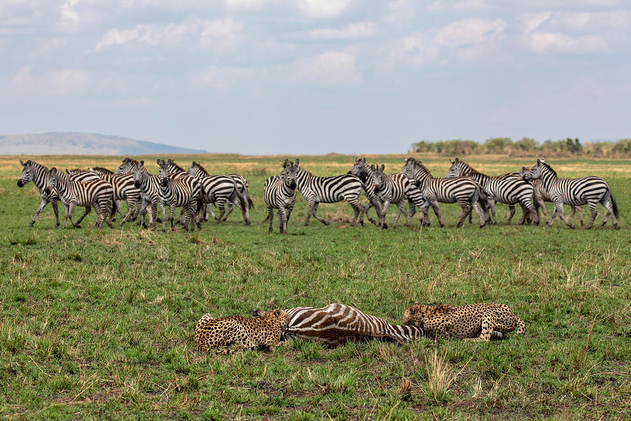 masai mara safari death