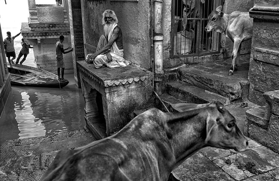 Animal Photograph - Life At Stairs by Avishek Das