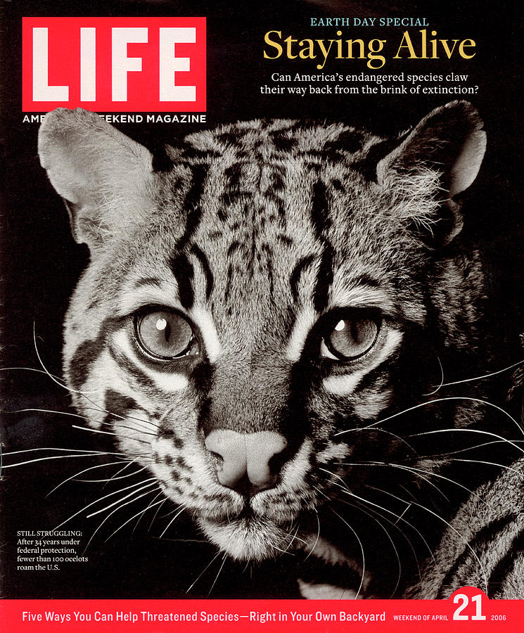 Animal Photograph - LIFE Cover: April 21, 2006 by Susan Middleton And David Littschwager