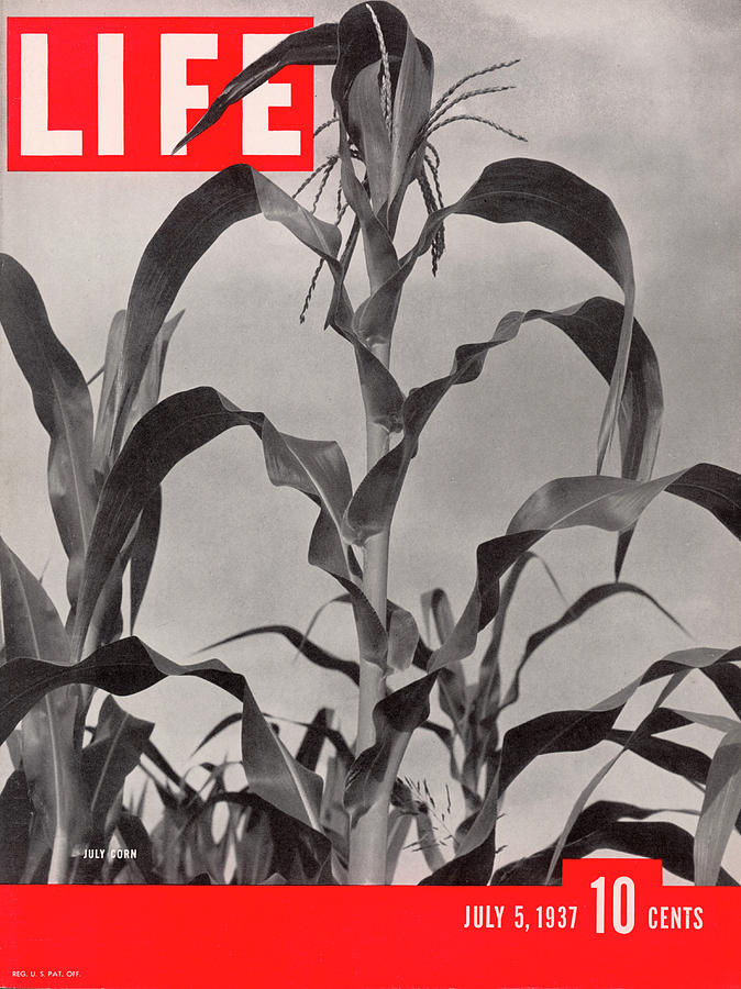 LIFE Cover: July 5, 1937 Photograph by Dorothea Lange