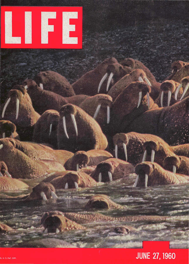 LIFE Cover: June 17, 1960 Photograph by Fritz Goro