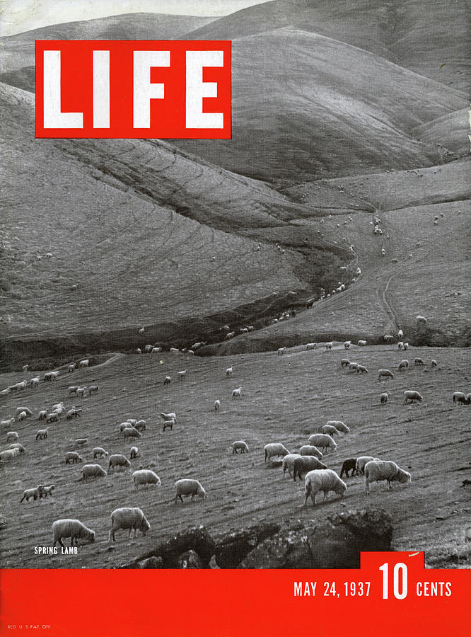 Sheep Photograph - LIFE Cover: May 24, 1937 by Hansel Mieth