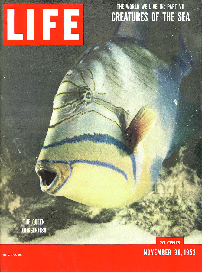 LIFE Cover: November 20, 1953 Photograph by Fritz Goro