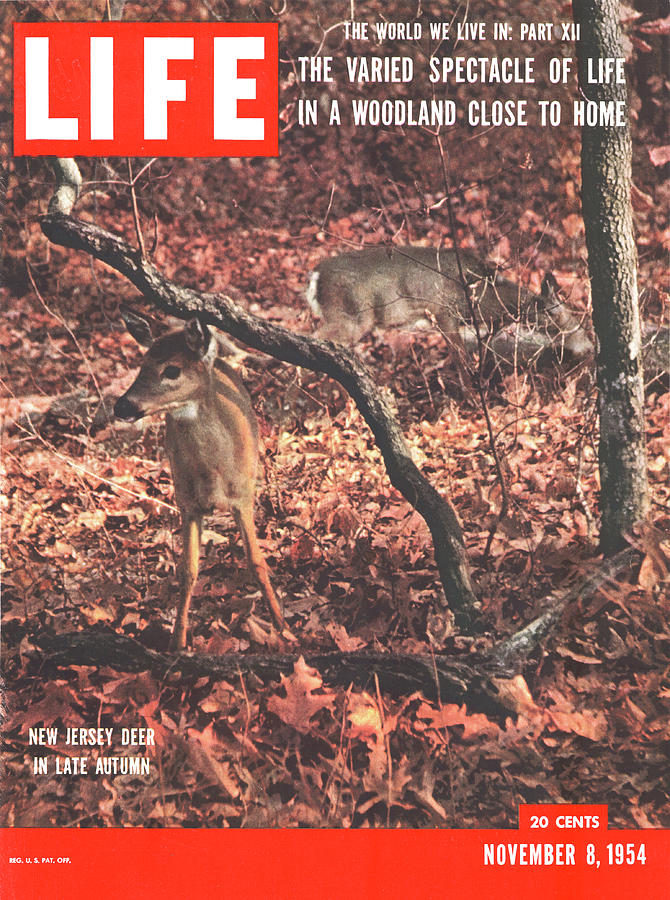 LIFE Cover: November 8, 1954 Photograph by Gjon Mili