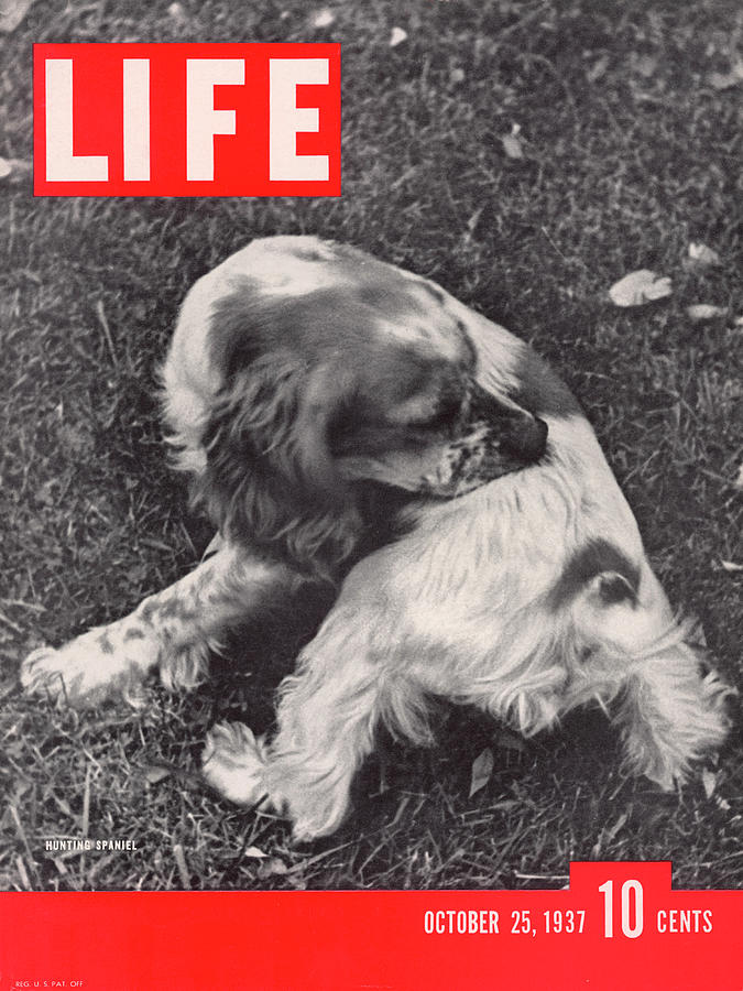 LIFE Cover: October 25, 1937 Photograph by Alfred Eisenstaedt