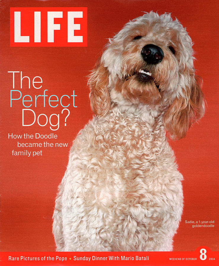 LIFE Cover: October 8, 2004 Photograph by Jeff Minton