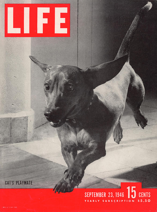 LIFE Cover: September 23, 1946 Photograph by Frank Scherschel