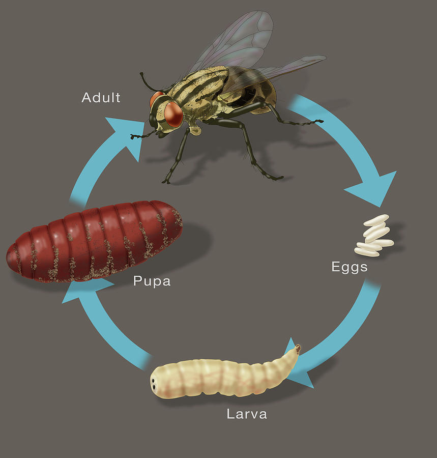 Life Cycle Of A House Fly, Illustration Photograph by Monica Schroeder