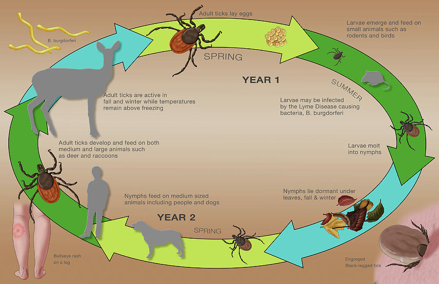 Life Cycle Of The Black-legged Tick & Photograph by Monica Schroeder ...