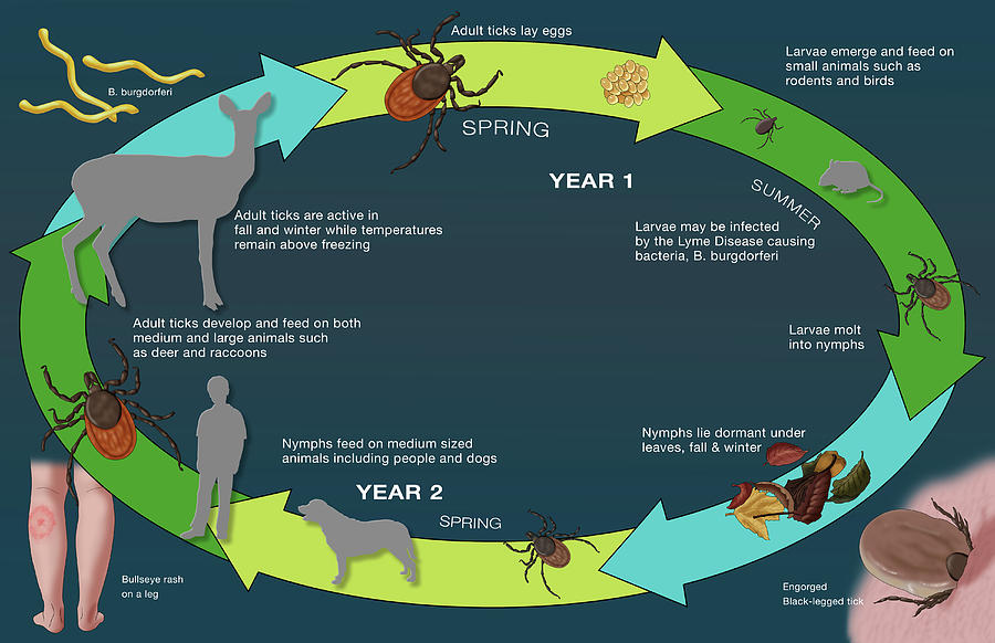 Life Cycle Of The Black-legged Tick Photograph by Monica Schroeder