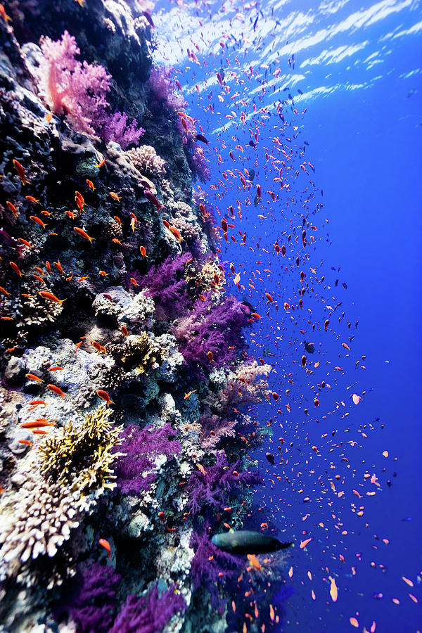 Life Explosion On The Reef Photograph by Pierluigi Leggeri | Fine Art ...