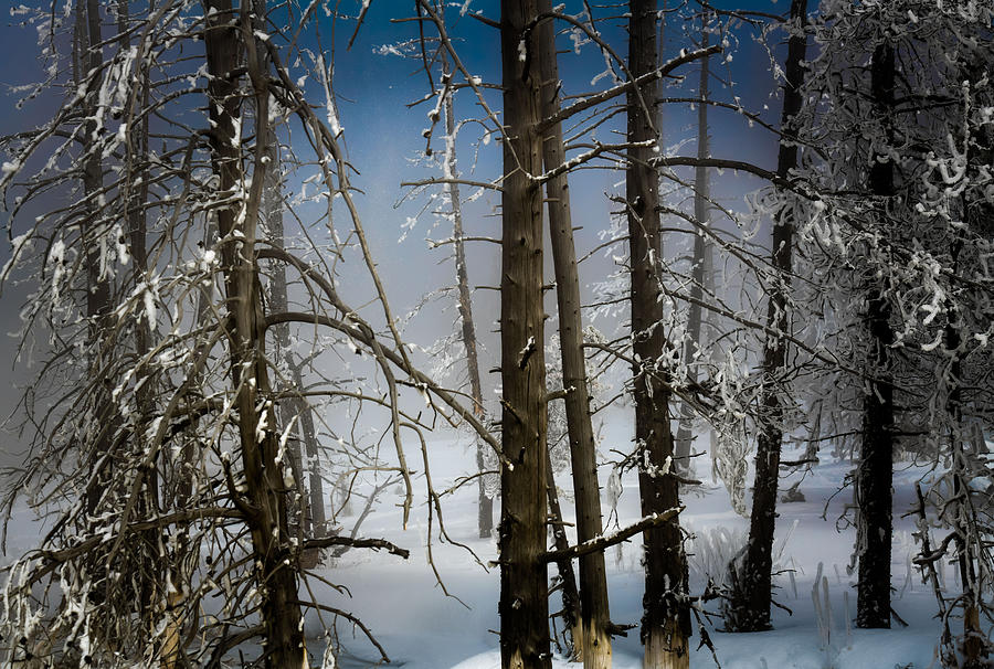 Winter Trees Photograph - LIFE FOUND in a BYGONE FOREST by Karen Wiles