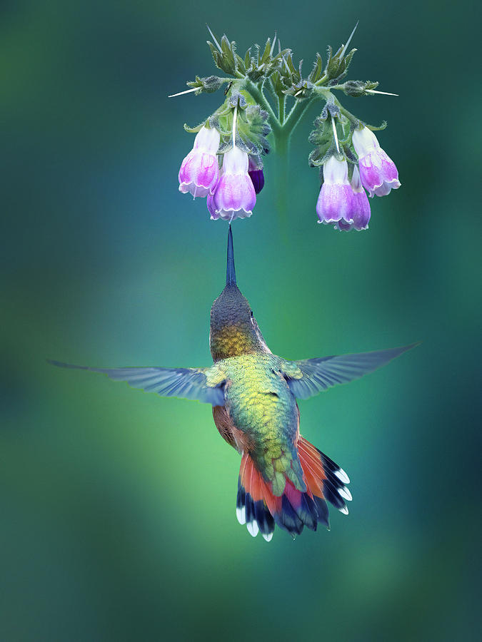 Hummingbird Photograph - Life Has Good Things To Choose by Qing Zhao