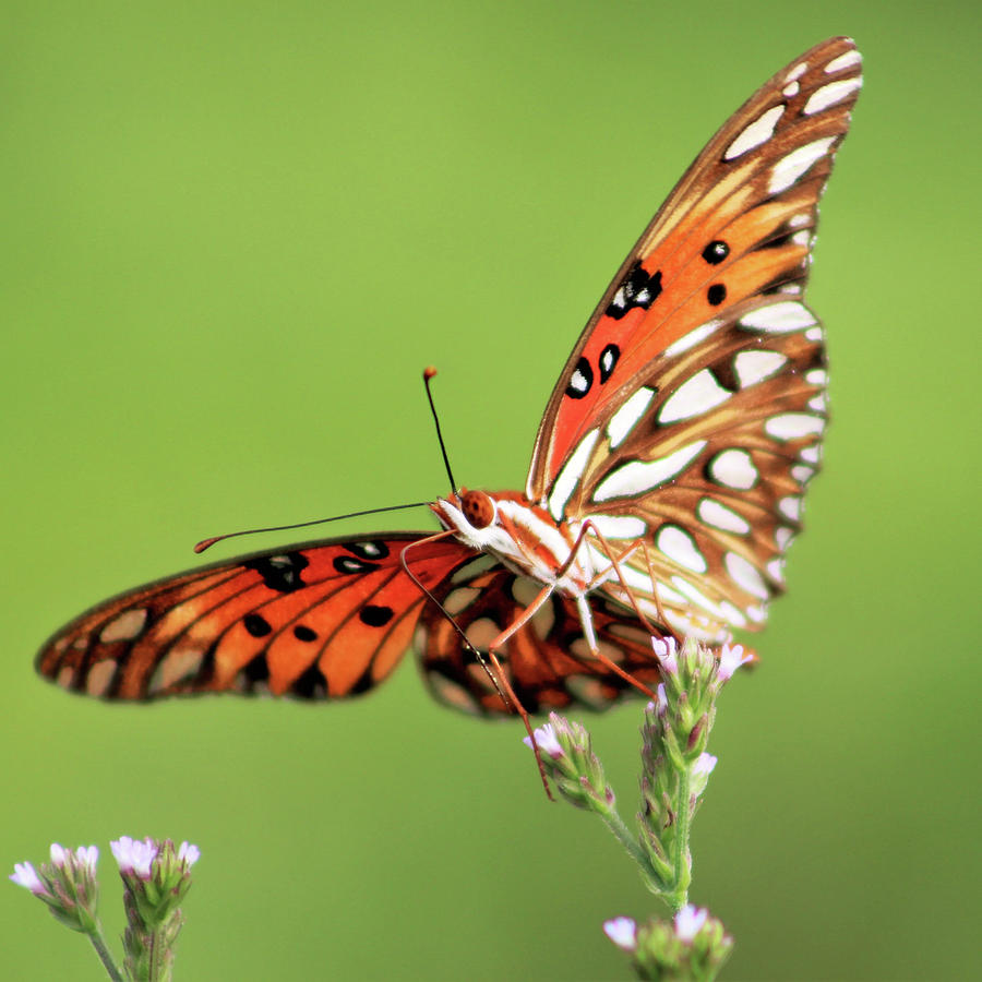 Life in Balance Photograph by Michael Allard