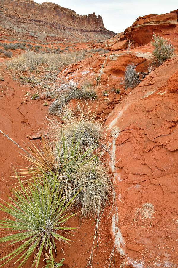 Life in Red Rock Wash near Moab Photograph by Ray Mathis