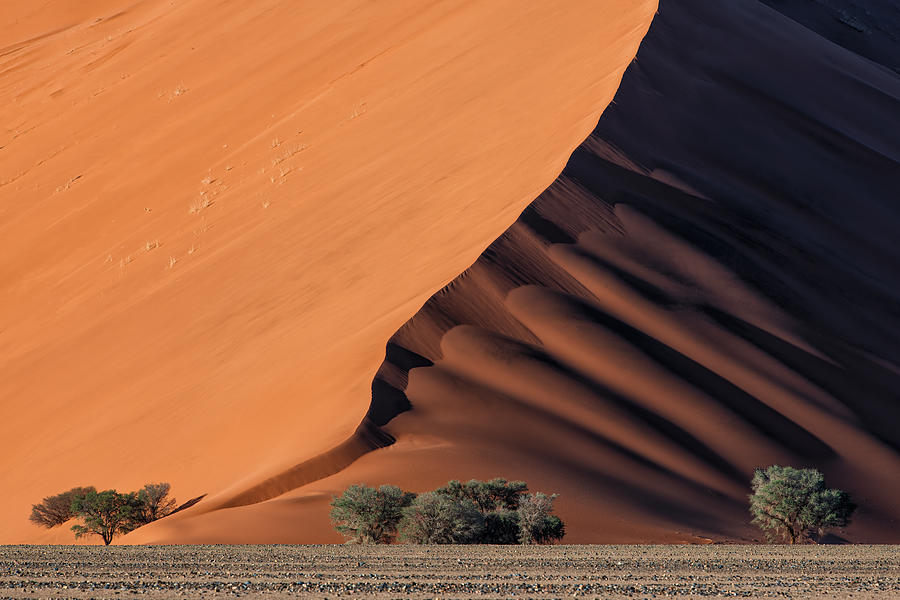 Life In The Desert Photograph by Luigi Ruoppolo