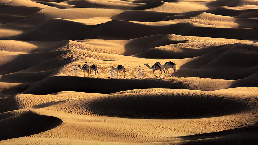 Camel Photograph - Life In The Desert by Ziyad_almaashari