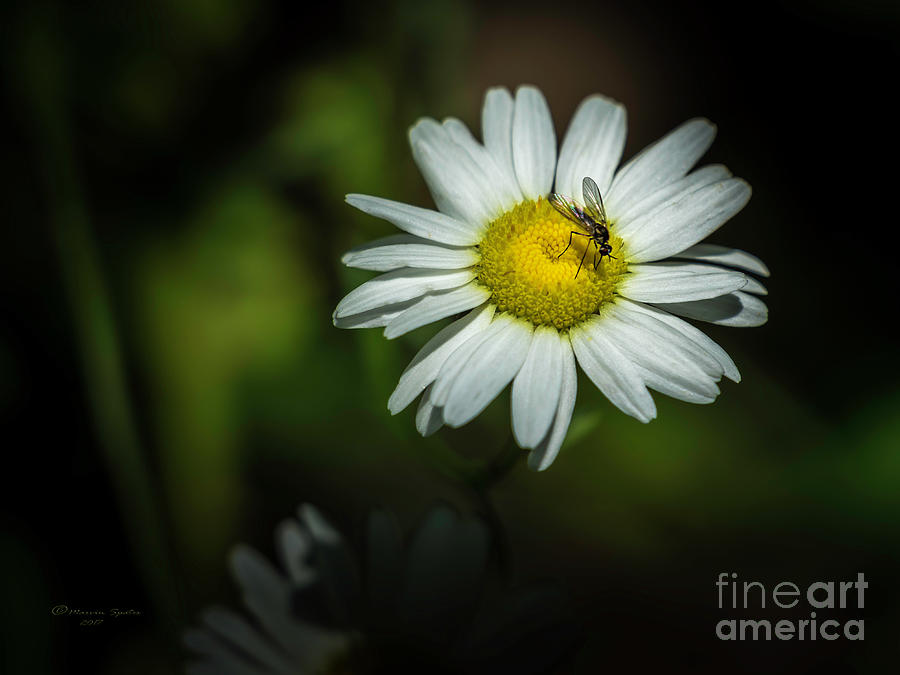 Daisy Photograph - Life Is A Flower by Marvin Spates