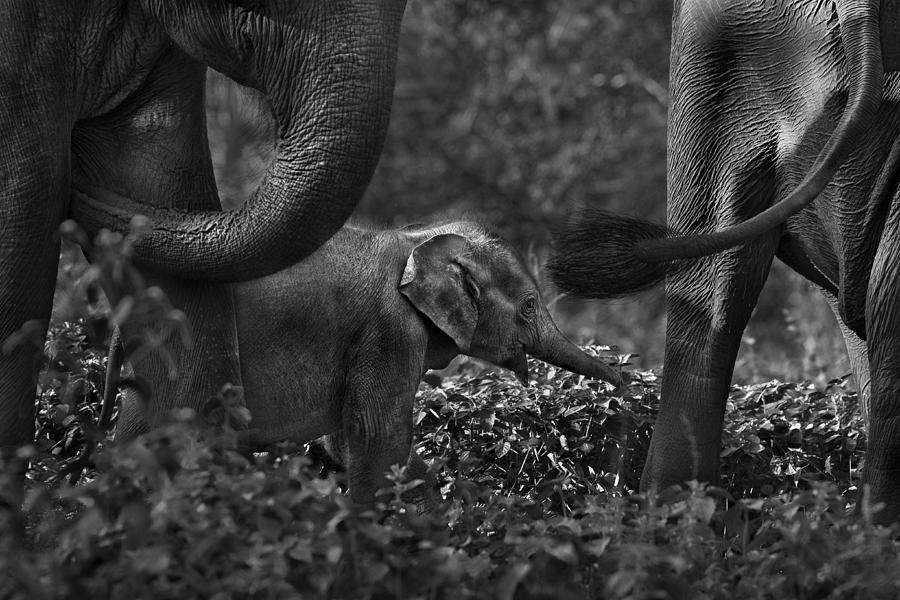 Elephant Photograph - Life Is A Miracle by Lukasz Kaluza