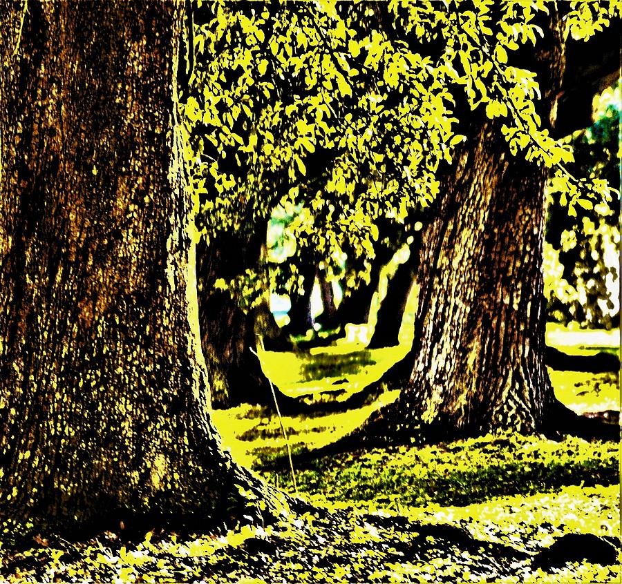 Live Oak Tree Grove At Audubon Park In New Orleans #2 Photograph by Michael Hoard