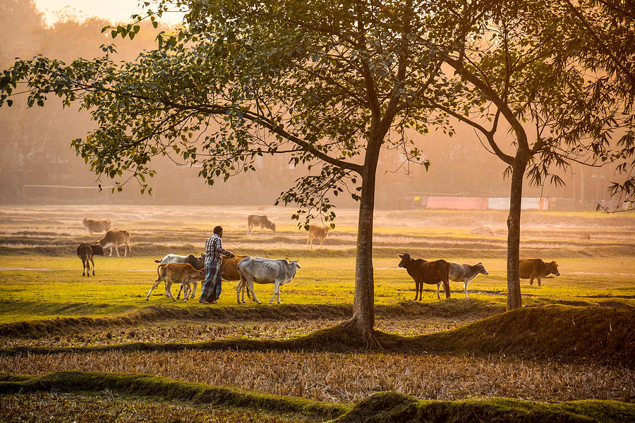 Life Of Cattleman Photograph by Md. Sharif Uddin