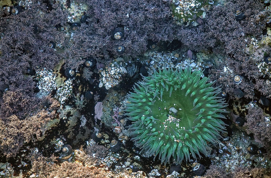 Life of Corals by Carlene Smith Life of Corals by Carlene Smith