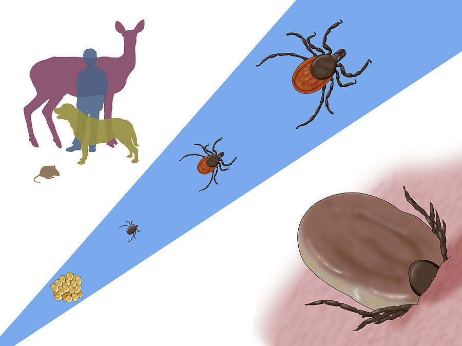 Life Stages Of A Black-legged Tick Photograph by Monica Schroeder