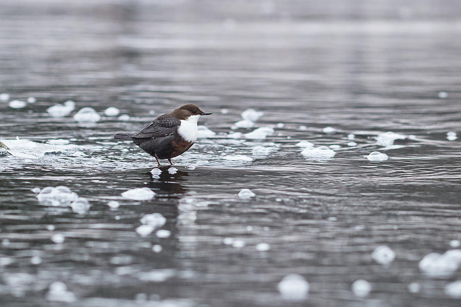 Life with cold bubbles. White-throated dipper Photograph by Jouko Lehto