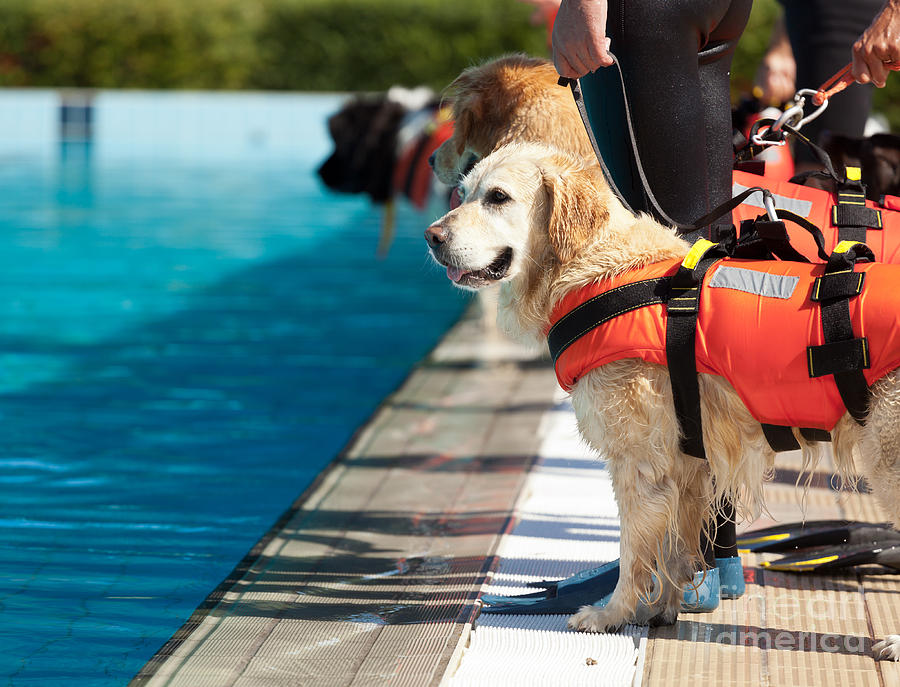 Lifeguard Dog Rescue Demonstration Photograph by Antonio Gravante - Fine Art America