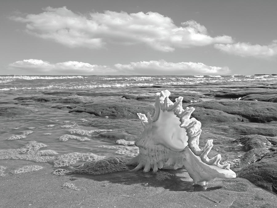 Lifes A Beach - Murex Ramosus Black and White Photograph by Gill Billington
