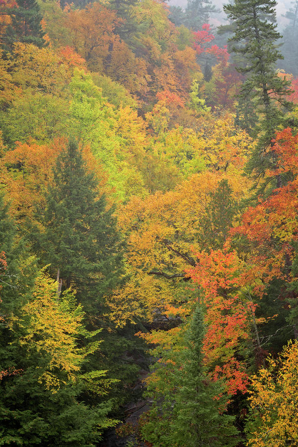 Lifting of light morning fog reveals vivid autumn colors among the ...