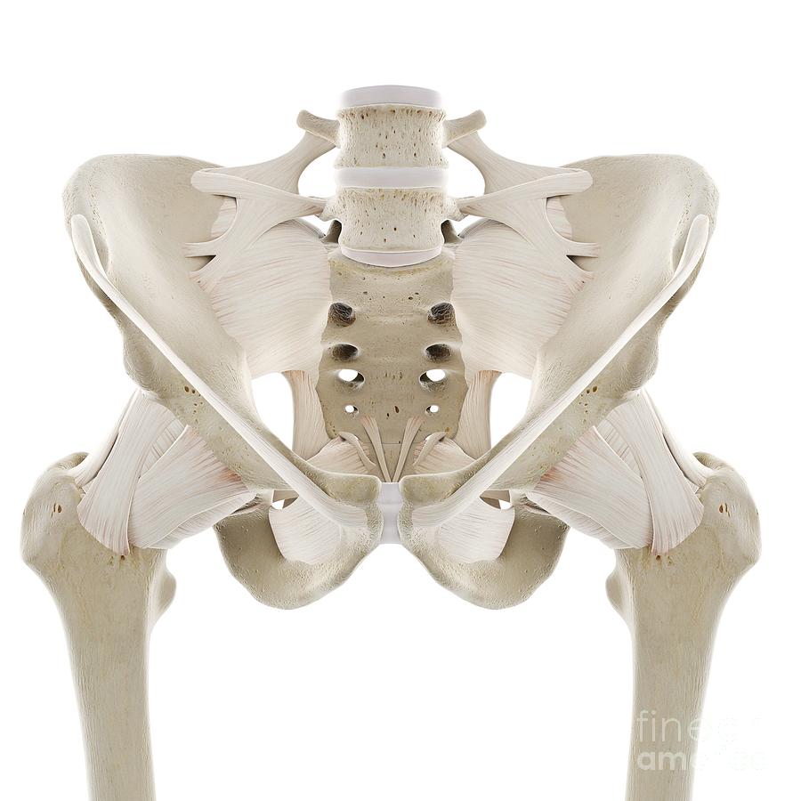 Ligaments Of The Hip Photograph By Sebastian Kaulitzki Science Photo