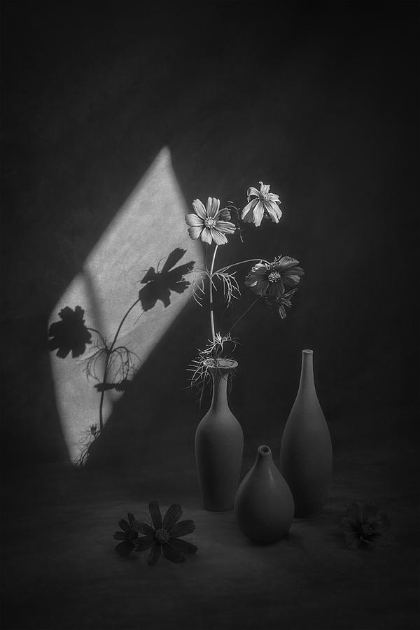 Flower Photograph - Light And Shade by Lydia Jacobs