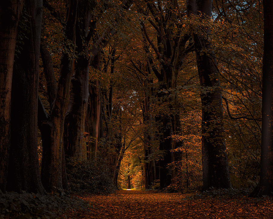 Light At The End Of A Lane In A Dark Autumn Forest Photograph by Gert J Ter Horst