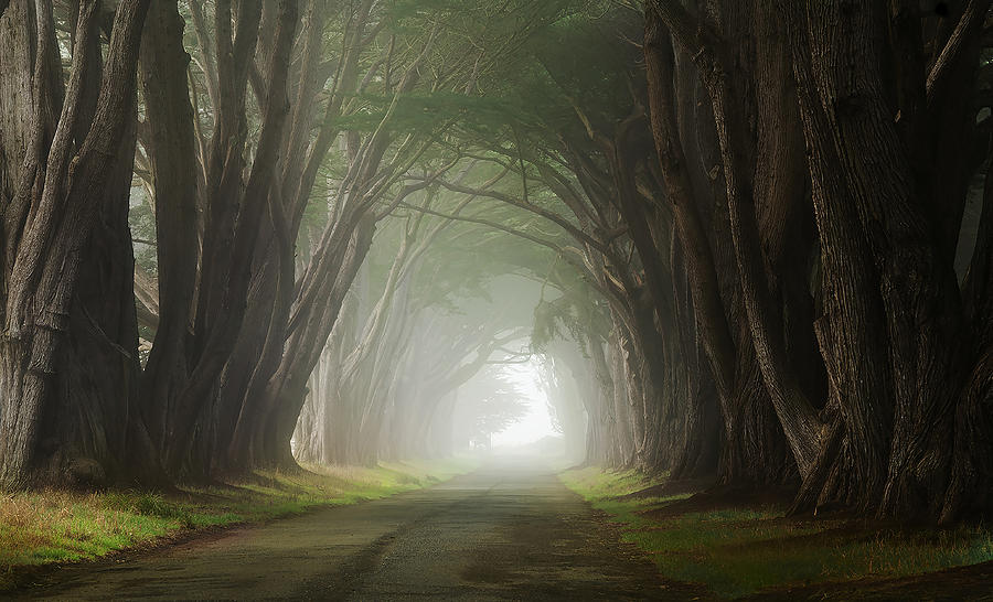 Tree Photograph - Light At The End Of The Tunnel by Judy Tseng