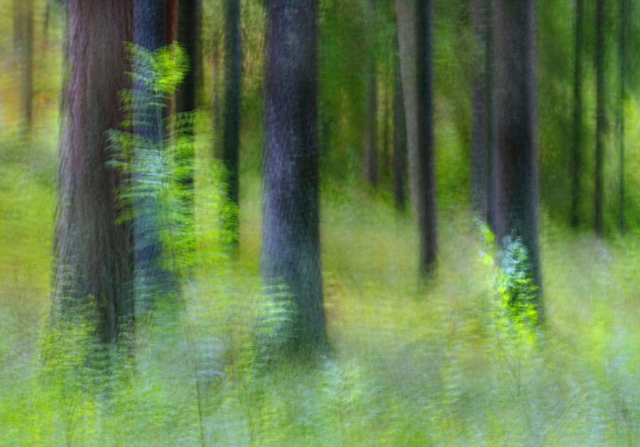 Tree Photograph - Light Between The Pines. by Ylva Sjgren