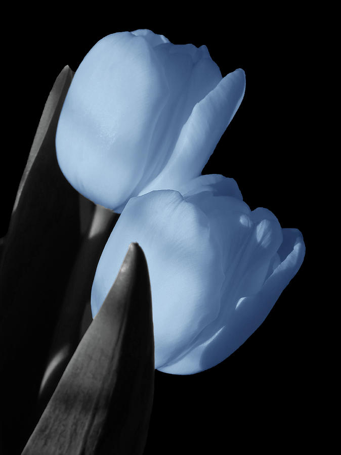 Light Blue Tulips Selective Coloring Photography Photograph by Johanna Hurmerinta