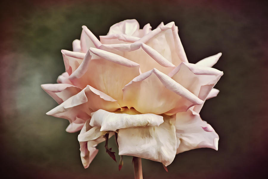 Light Blush Pink Rose Photograph by Gaby Ethington